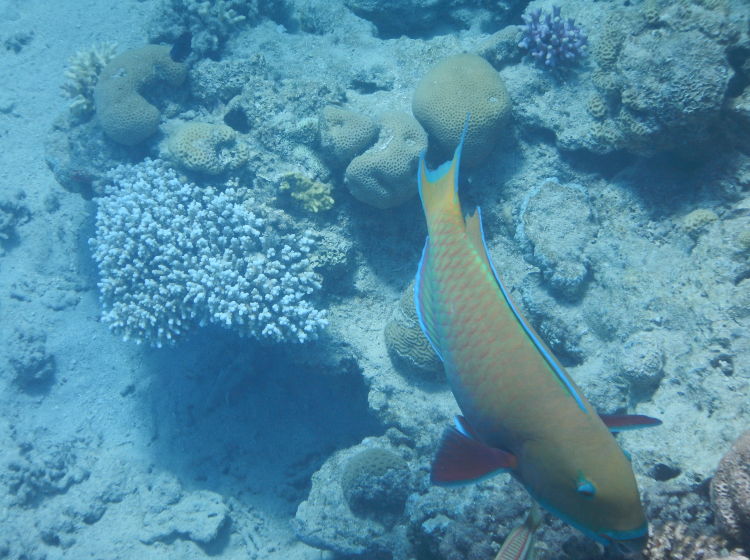 Eilat-coral-reserve-fish