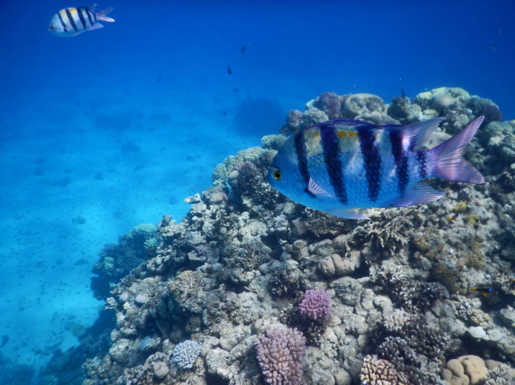 Eilat-coral-reserve